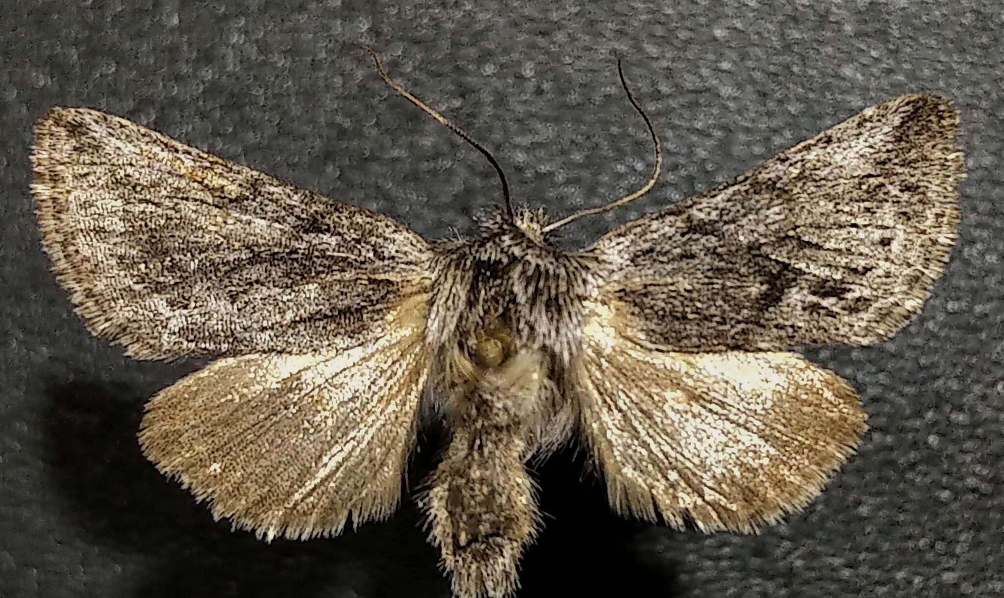 Image of Pleromelloida bonuscula Smith 1898