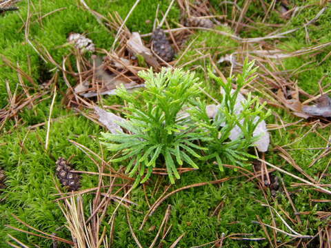 Image of complanate clubmoss