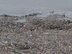 Image of ringed plover, common ringed plover