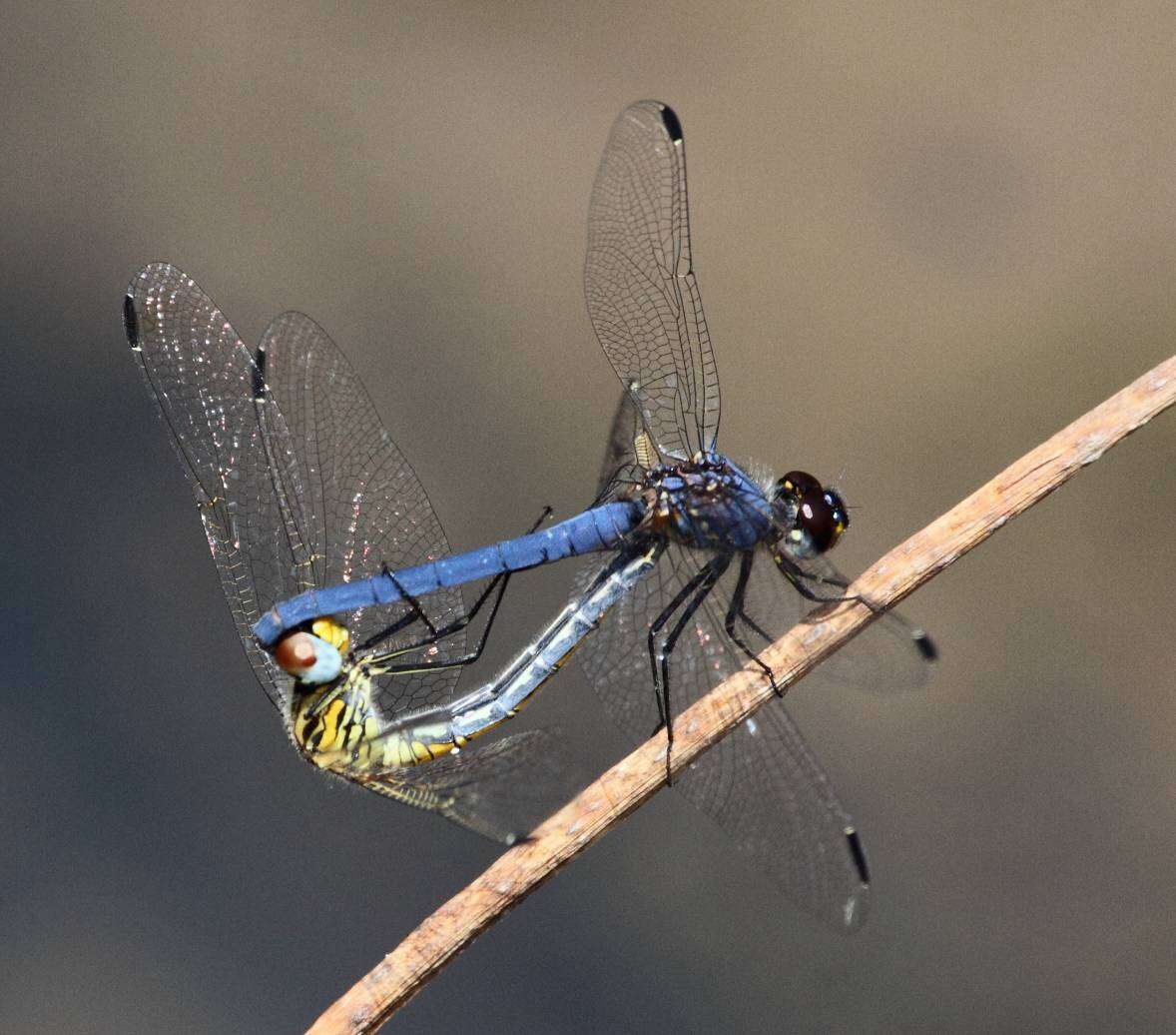 Image of Highland Dropwing