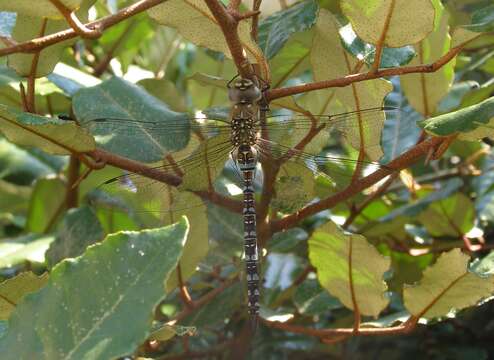 Image of Migrant Hawker