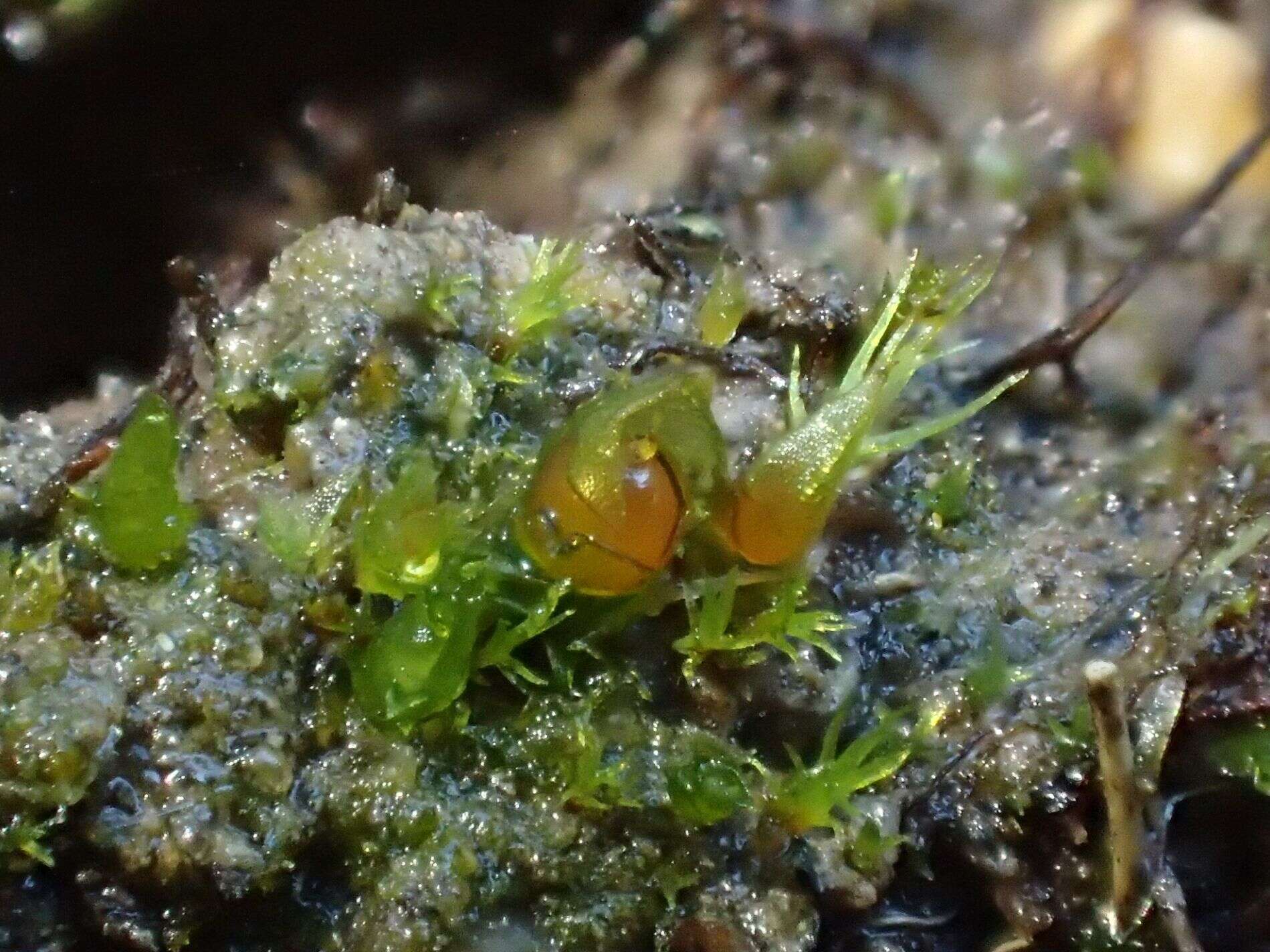 Image of acaulon moss