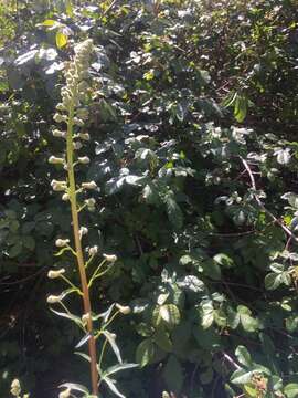 Image of California larkspur