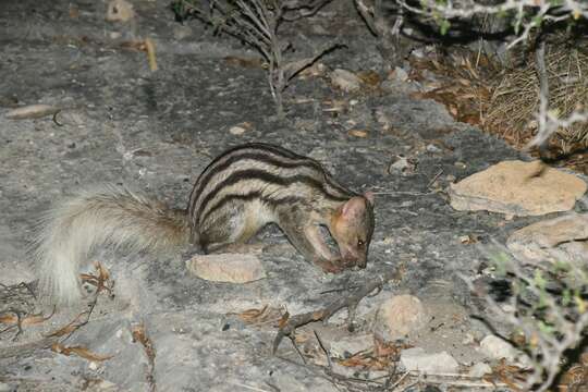 Image of Broad-striped Malagasy Mongoose