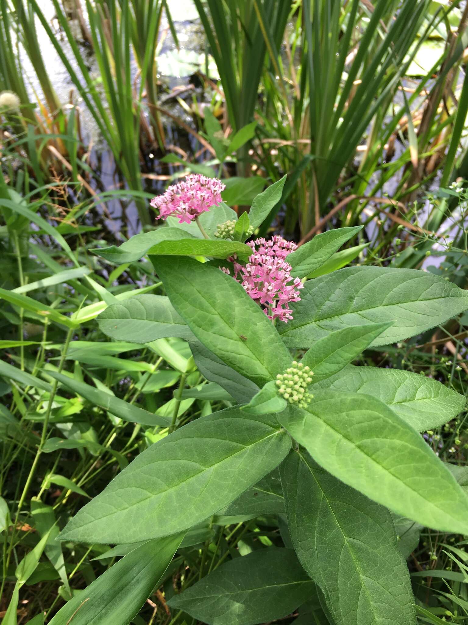 Sivun Asclepias incarnata subsp. pulchra (Ehrh. ex Willd.) Woods. kuva