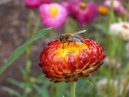 Image of bracted strawflower