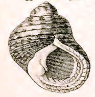 Image of toothed topshell