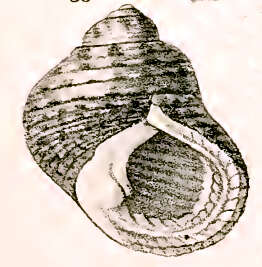 Image of toothed topshell