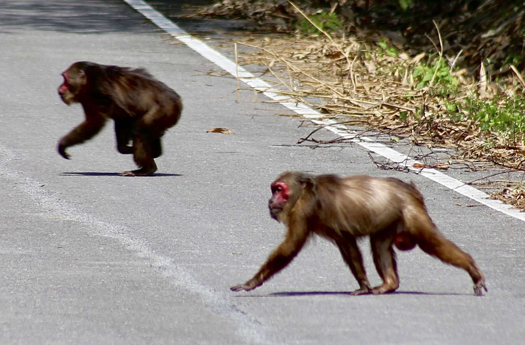 Macaca arctoides (I. Geoffroy Saint-Hilaire 1831) resmi