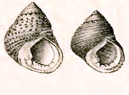 Image of Monodonta canalifera Lamarck 1816