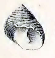 Image of Monodonta confusa Tapparone Canefri 1874