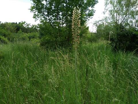 Image of Foxtail lily