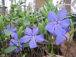 Image of Common Periwinkle