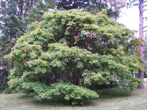 Acer cissifolium (Sieb. & Zucc.) C. Koch resmi