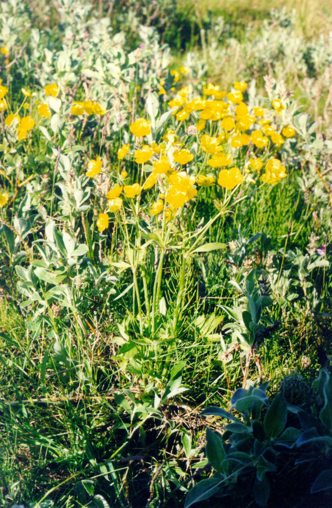 Image of Turner's buttercup