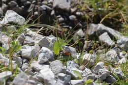 Image of Swiss Brassy Ringlet