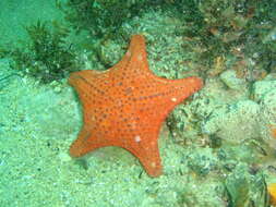 Image of Anthaster valvulatus (Muller & Troschel 1843)