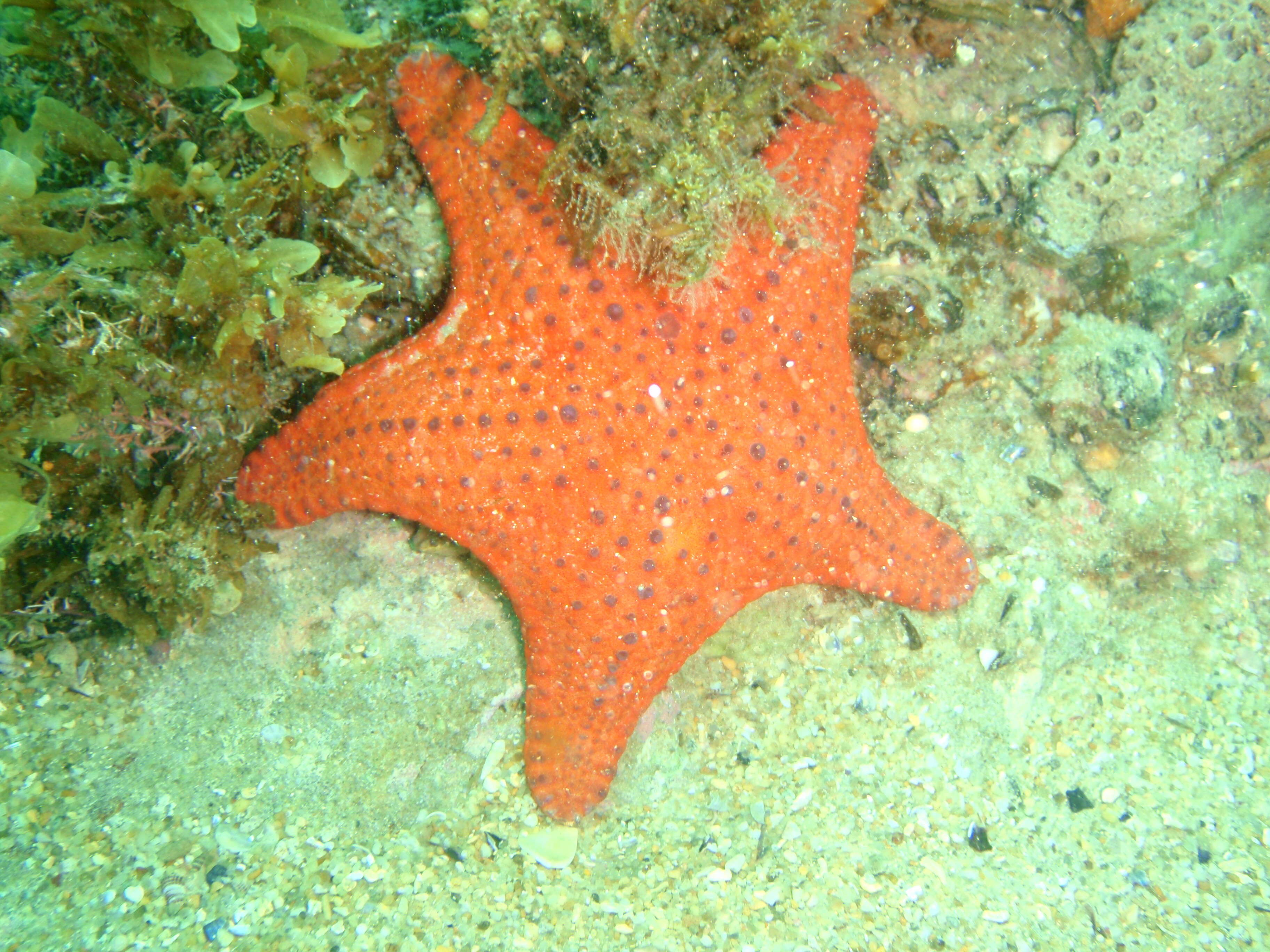 Image of Anthaster valvulatus (Muller & Troschel 1843)