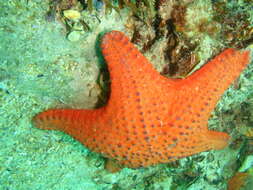 Image of Anthaster valvulatus (Muller & Troschel 1843)