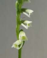 Spiranthes brevilabris Lindl. resmi