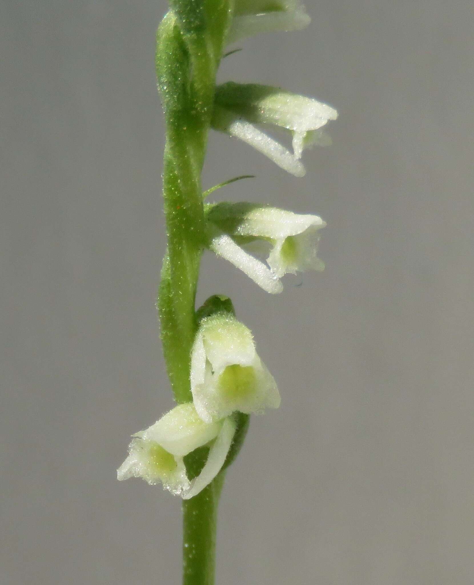 Image of Texas Ladies'-Tresses