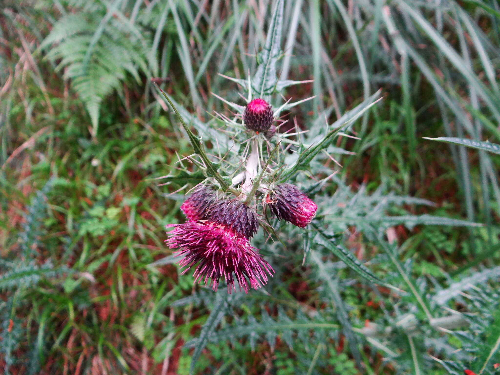 Cirsium suzukii的圖片