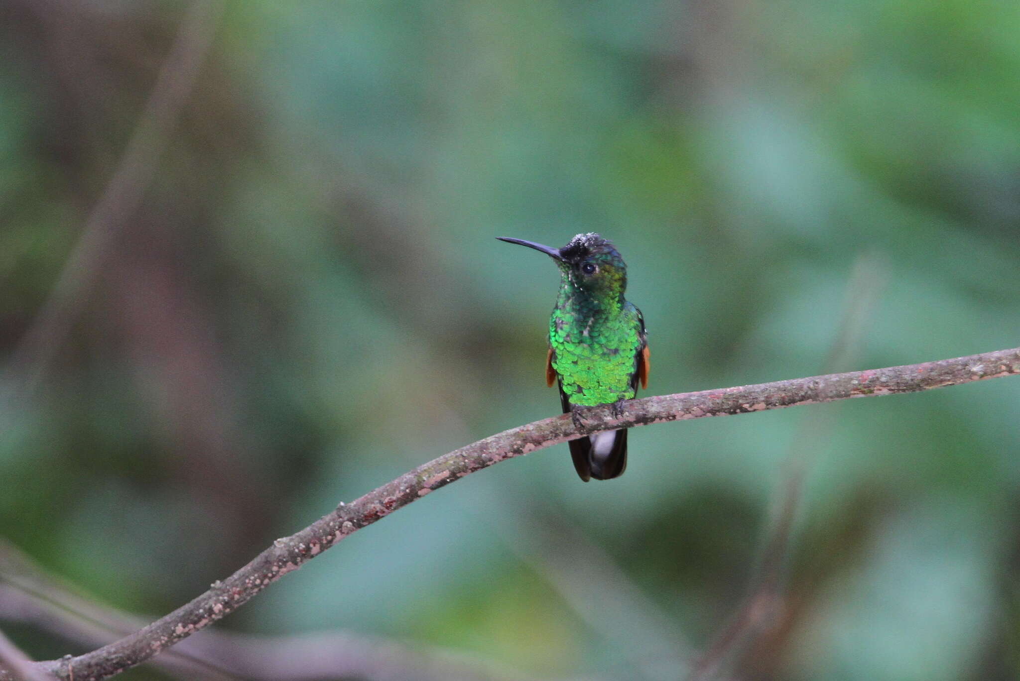 Image of Oaxaca Hummingbird