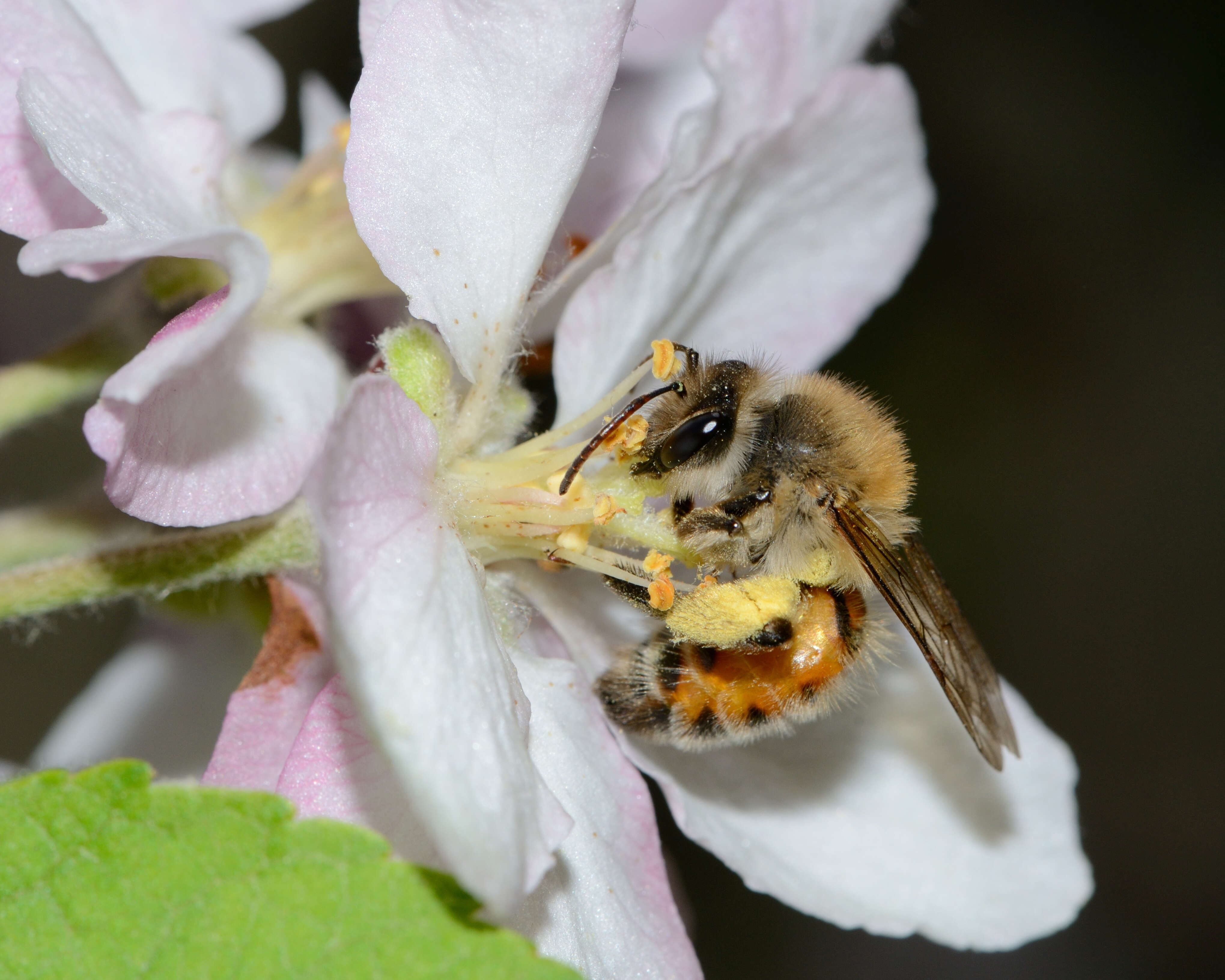 Imagem de Malus sylvestris Mill.