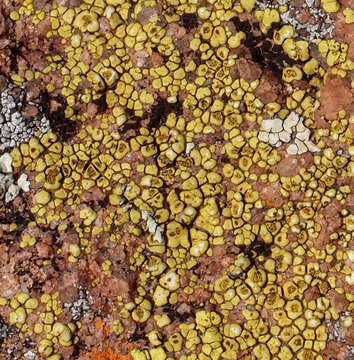 Image of Gold cobblestone lichen