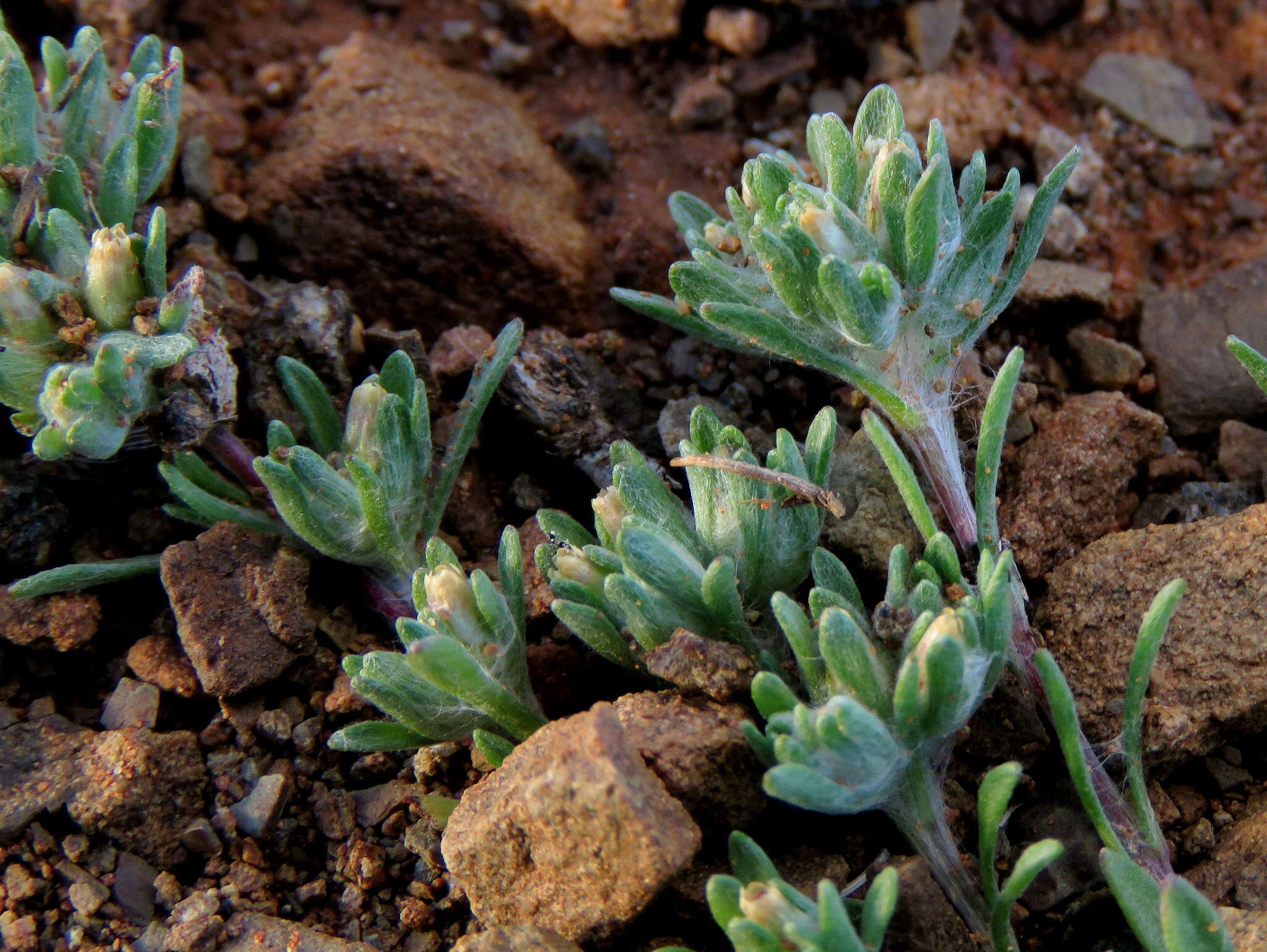 Image of Desert Cudweed