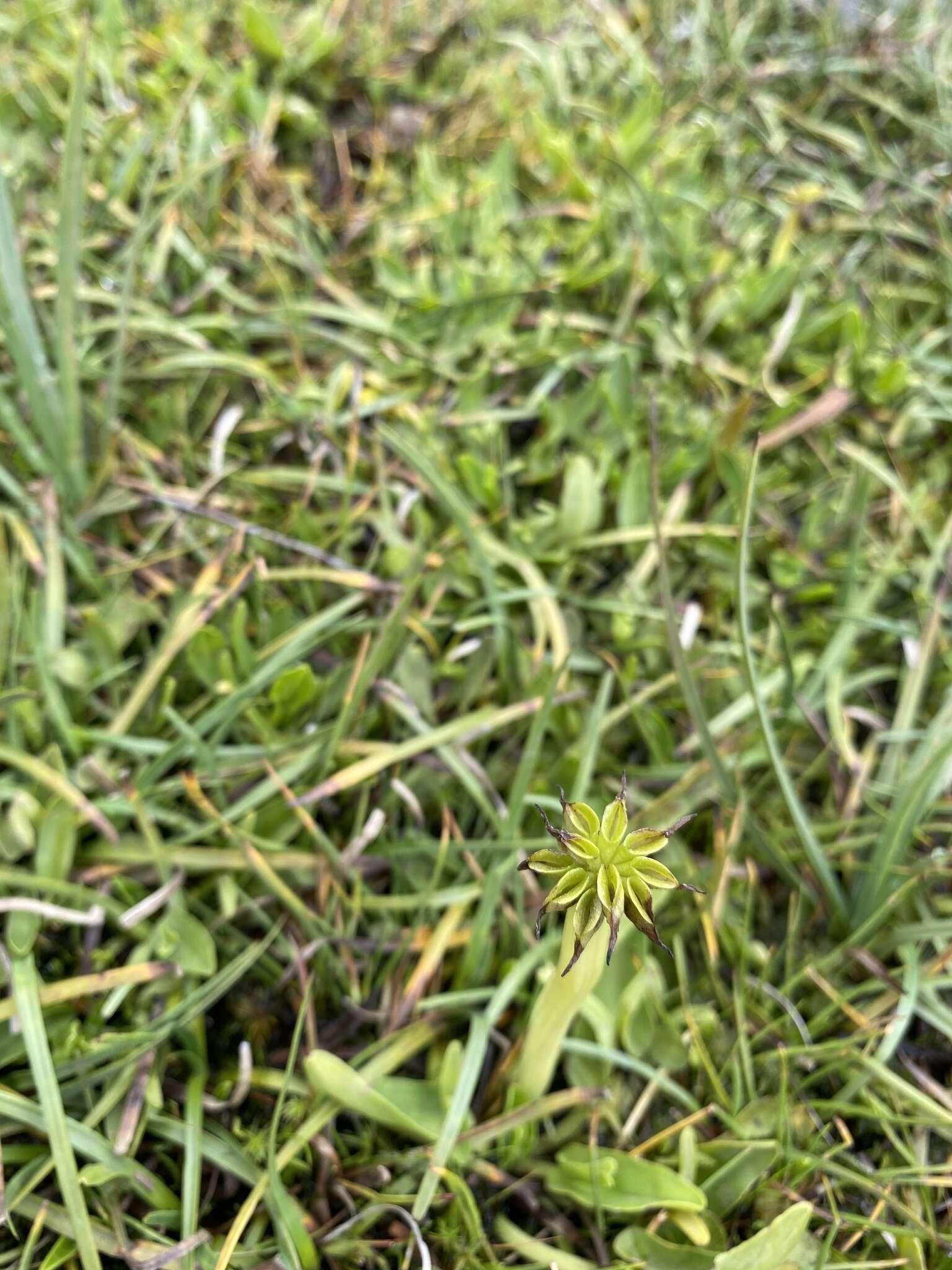 Caltha introloba F. Müll. resmi