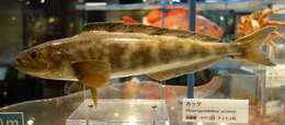 Image of Okhotsk atka mackerel