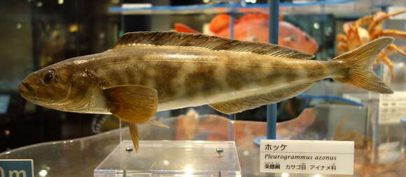 Image of Okhotsk atka mackerel