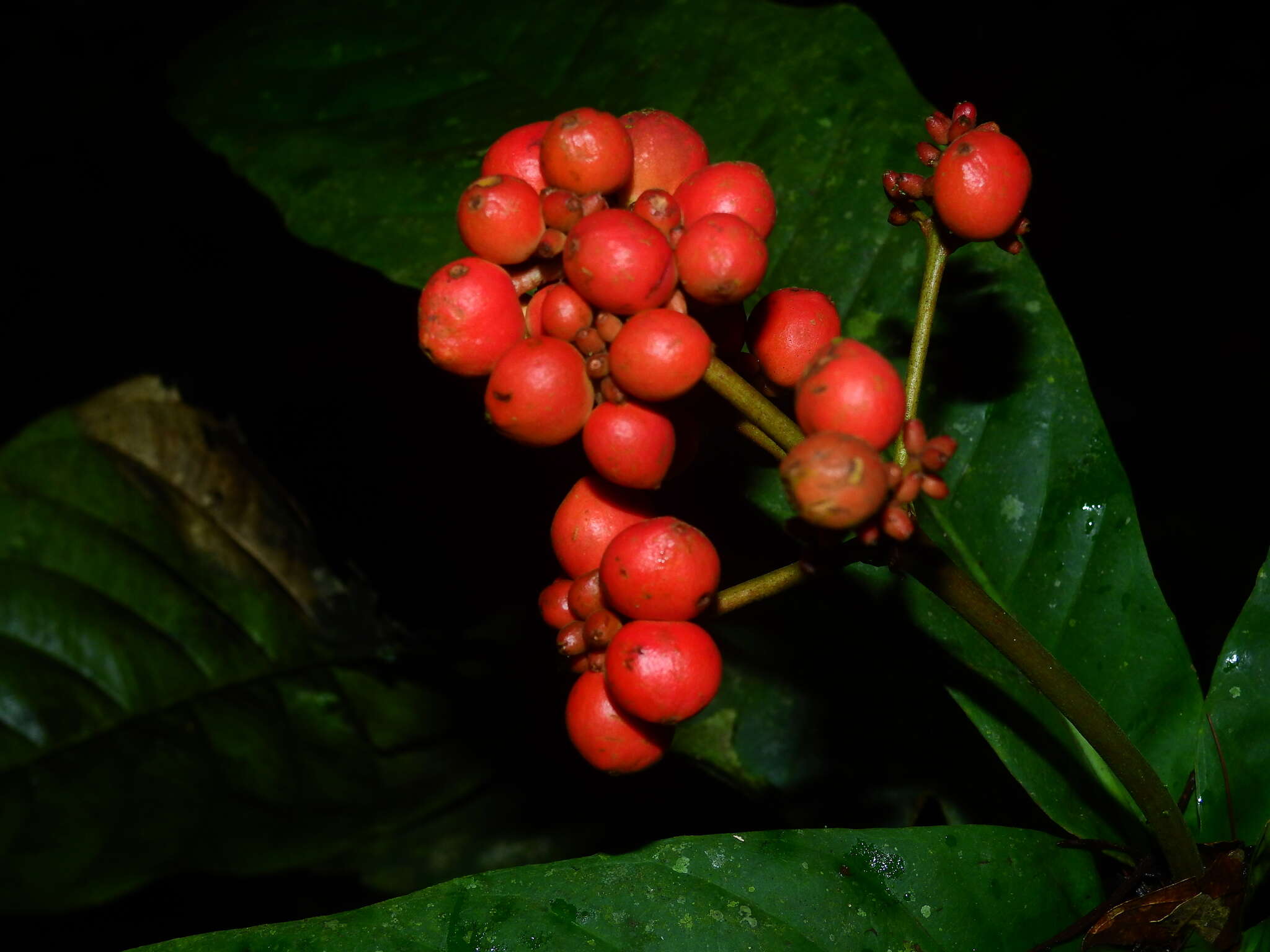 Imagem de Ixora piresii Steyerm.