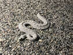 Image of Crotalus cerastes laterorepens Klauber 1944