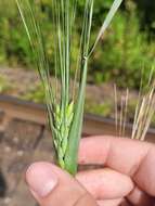 Image of Hordeum vulgare subsp. vulgare