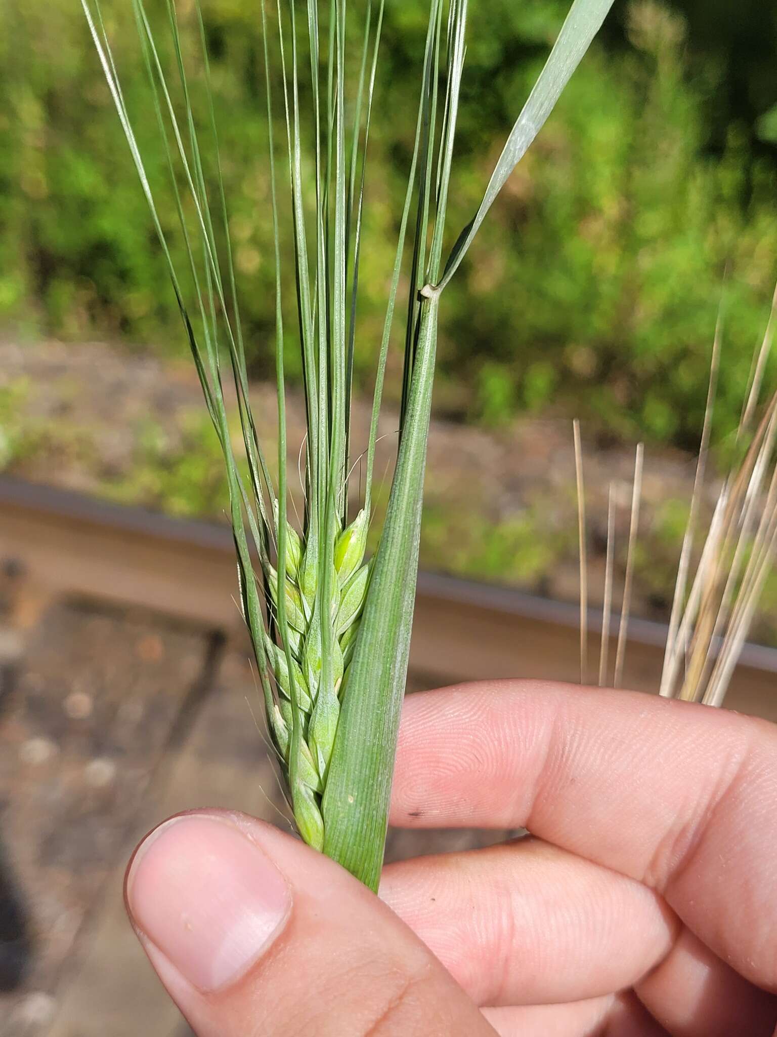 Image of Hordeum vulgare subsp. vulgare