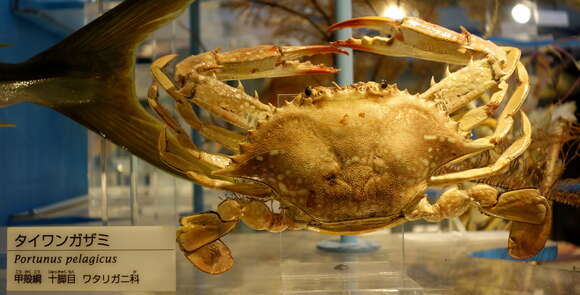 Image of Pacific blue swimming crab