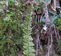 Imagem de Asplenium trichomanes subsp. quadrivalens D. E. Meyer