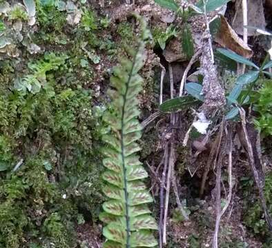 Image de Asplenium trichomanes subsp. quadrivalens D. E. Meyer