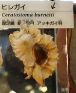 Image of Ceratostoma burnetti (Adams & Reeve 1849)