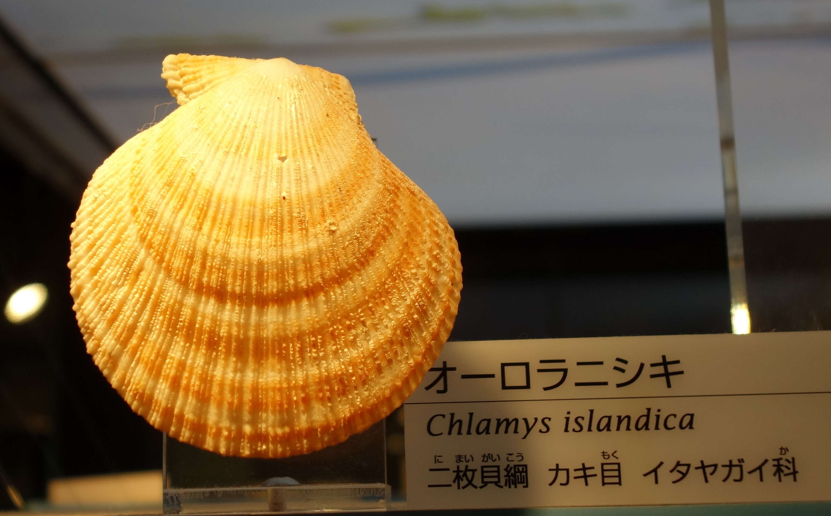 Imagem de Chlamys islandica (O. F. Müller 1776)