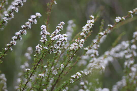 صورة Taxandria parviceps (Schauer) J. R. Wheeler & N. G. Marchant