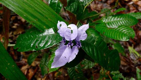 Faramea anisocalyx Poepp.的圖片