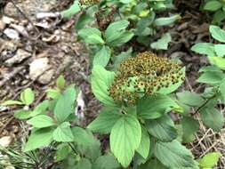 Image of Spiraea corymbosa