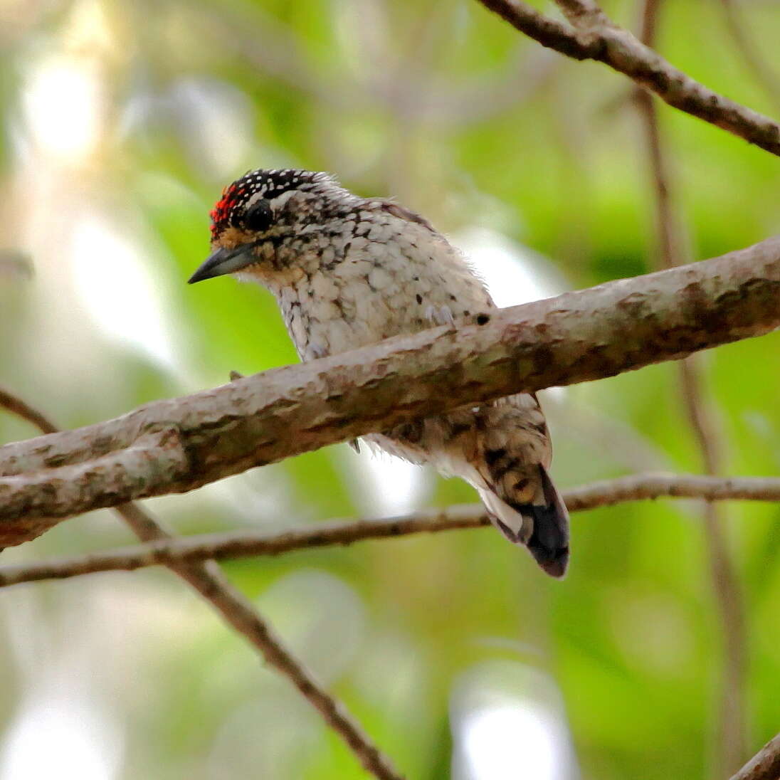 Image of White-wedged Piculet