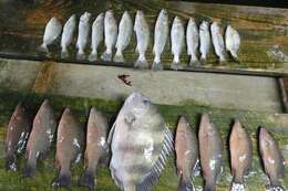 Image of Sand Seatrout