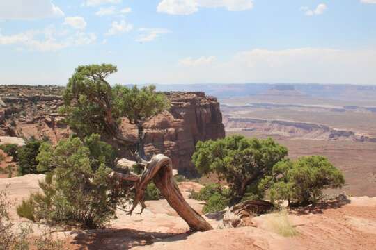 Imagem de Juniperus osteosperma (Torr.) Little