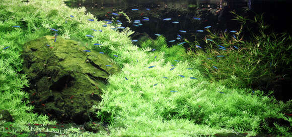 Image of Neon tetra