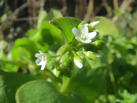 Image of Indian lettuce